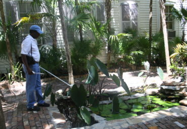 A person with a hat is tending to a garden pond surrounded by tropical foliage and brick paving near a building.