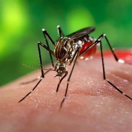 A close-up of a mosquito feeding on human skin.