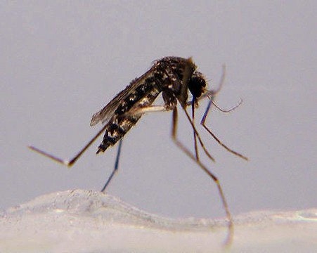 A close-up of a mosquito standing on a surface with its long legs and antennae visible.