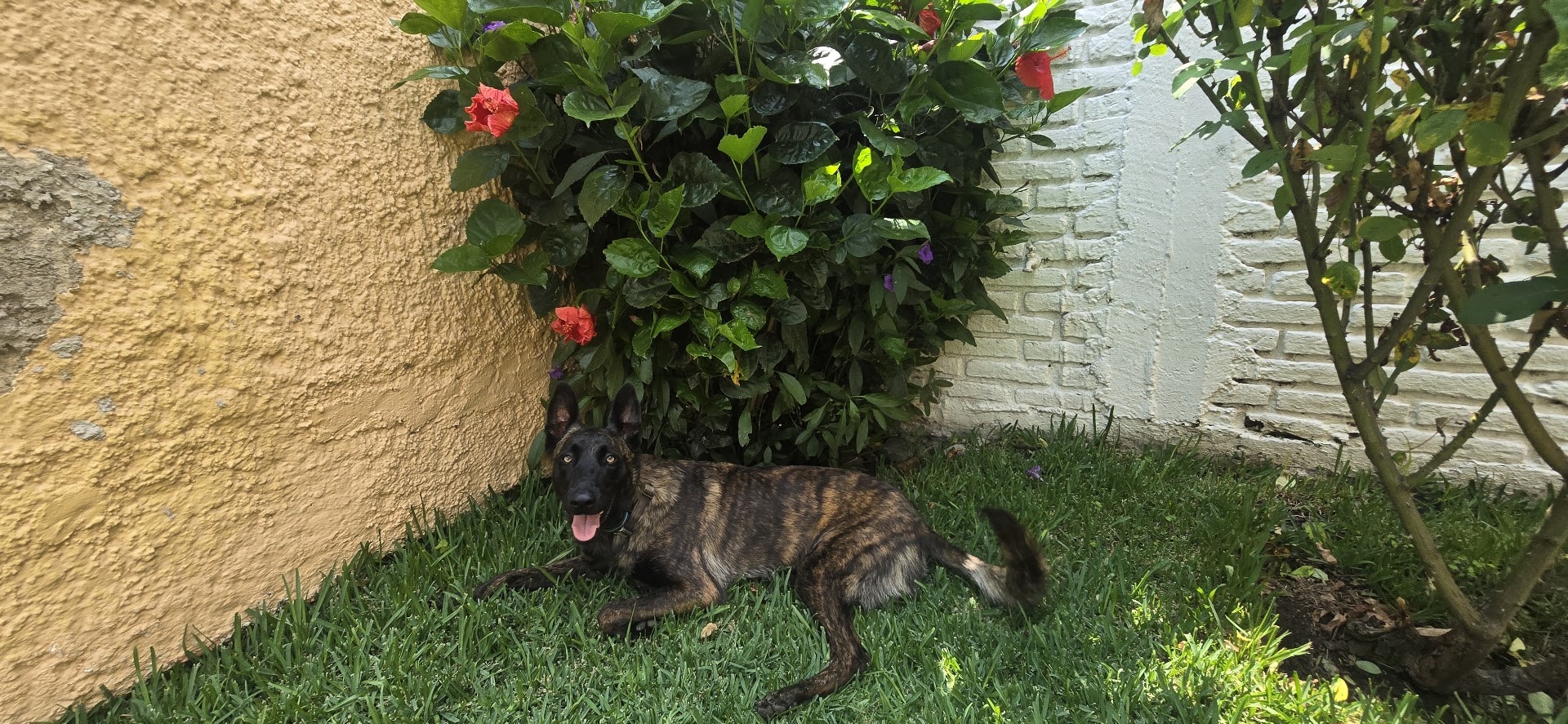 Nena is a brindle dog who is lying on green grass next to colorful flowers and a textured wall, enjoying a relaxing moment outdoors.