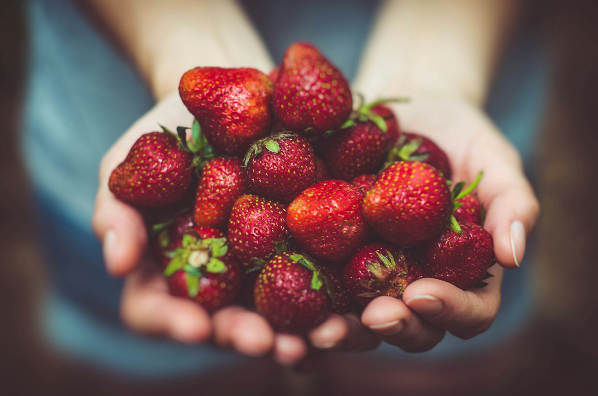 Photo of hands holding strawberries