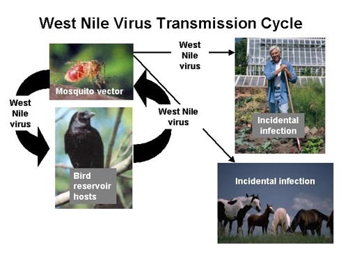 The image illustrates the West Nile virus transmission cycle involving mosquitoes, birds as reservoirs, and incidental infections in humans and animals.