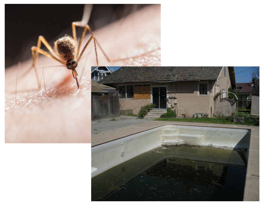 The image shows a close-up of a mosquito and a neglected, dirty pool beside a rundown house.