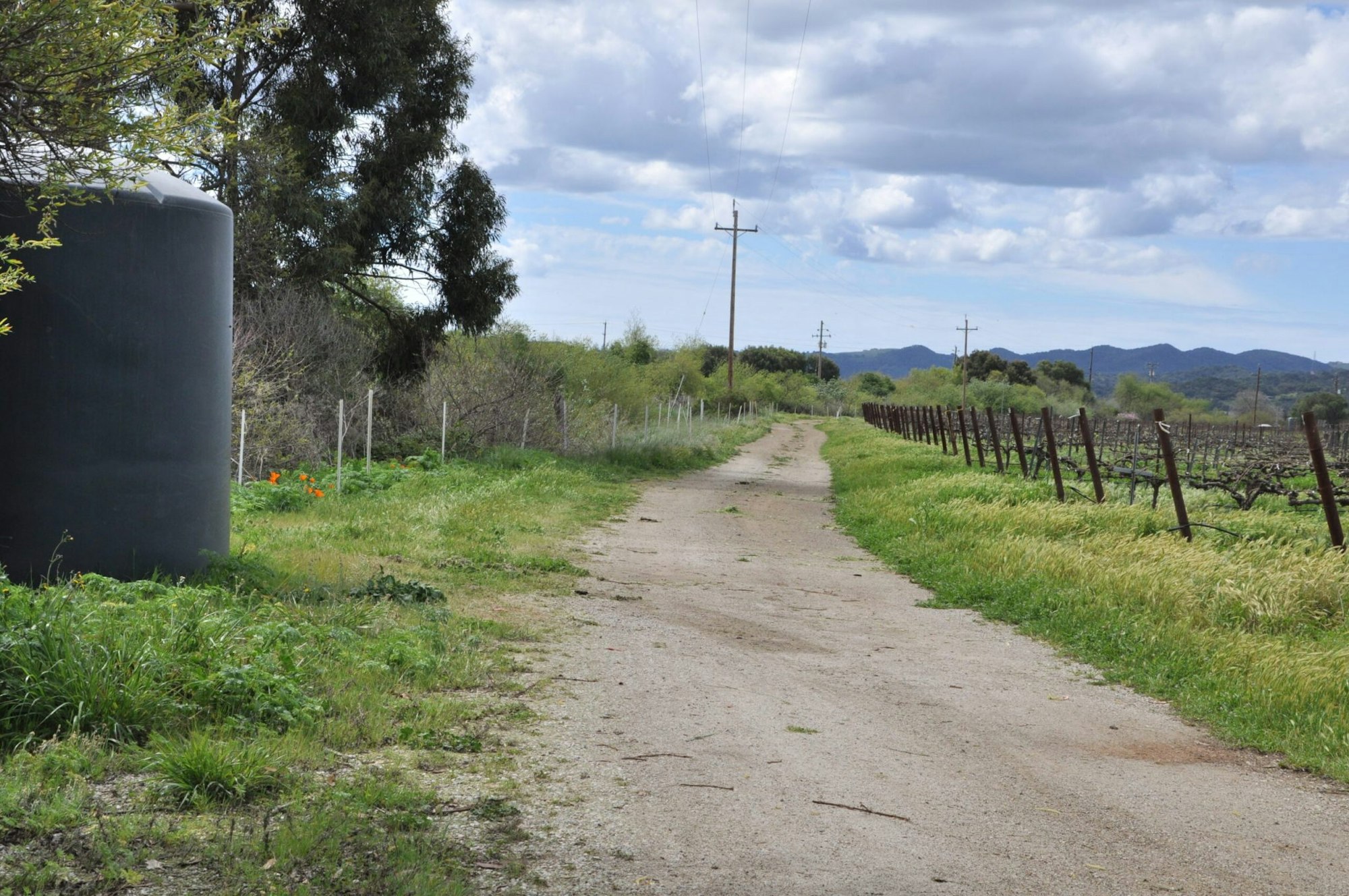 May contain: path, road, city, street, urban, nature, outdoors, trail, gravel, grass, plant, utility pole, countryside, farm, field, pasture, rural, and tree