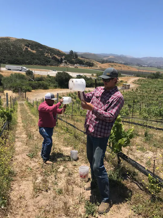 Two men in plaid shirts working in a vineyard under a clear blue sky, handling buckets amid rows of grapevines.