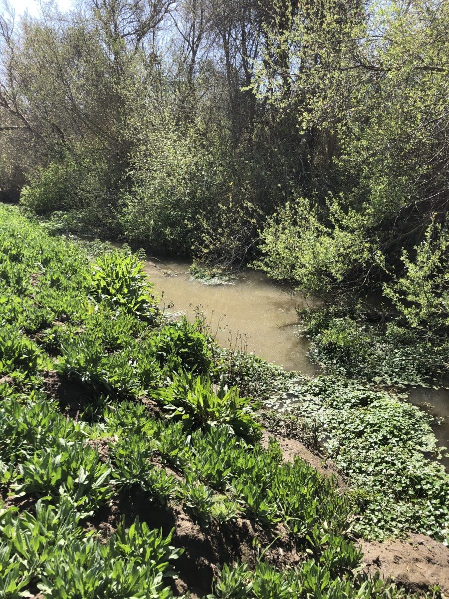 May contain: plant, vegetation, nature, outdoors, wilderness, land, jungle, tree, woodland, soil, path, water, creek, stream, green, grove, trail, herbal, and herbs