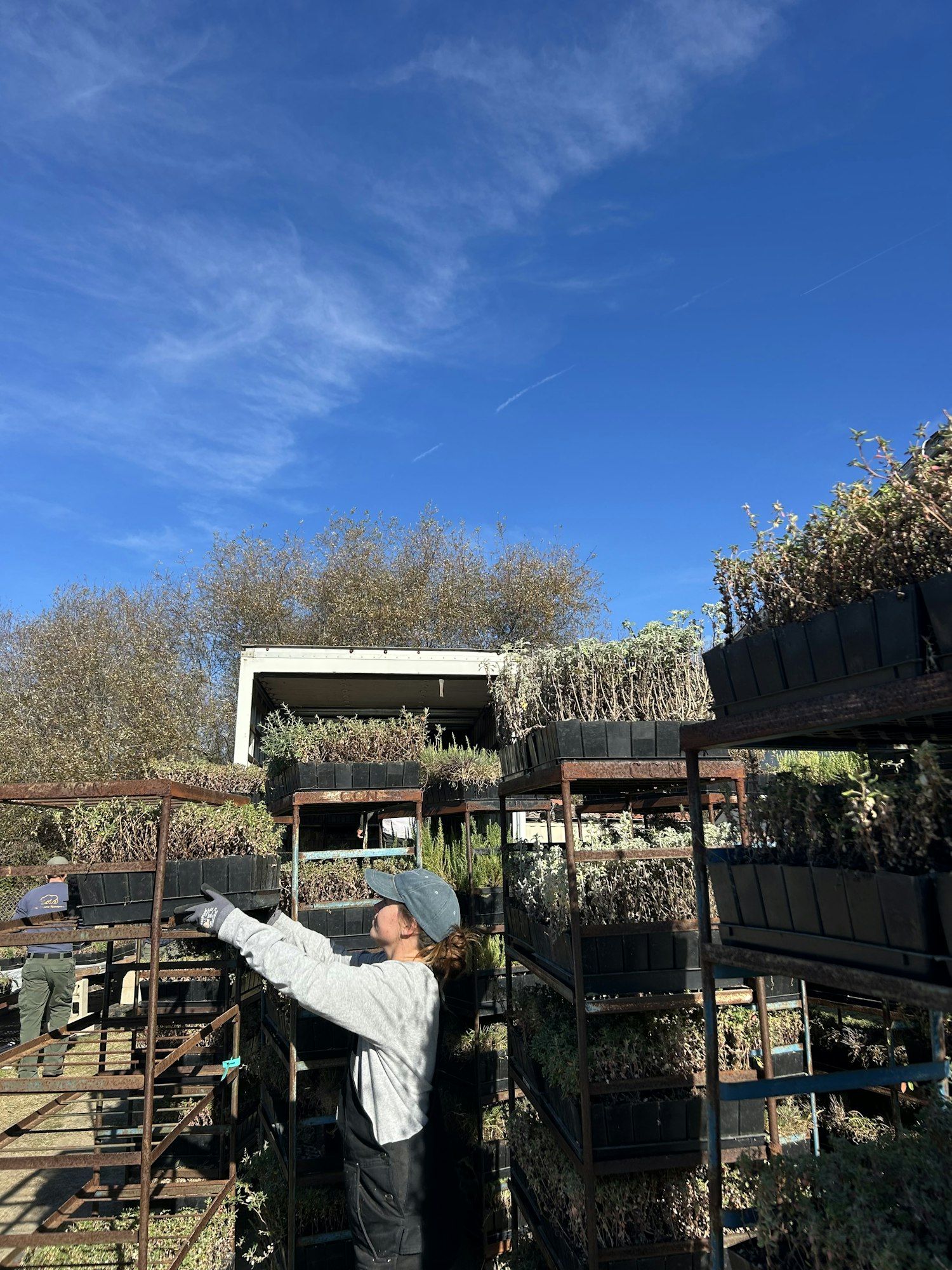Person handling plant racks under a clear blue sky.