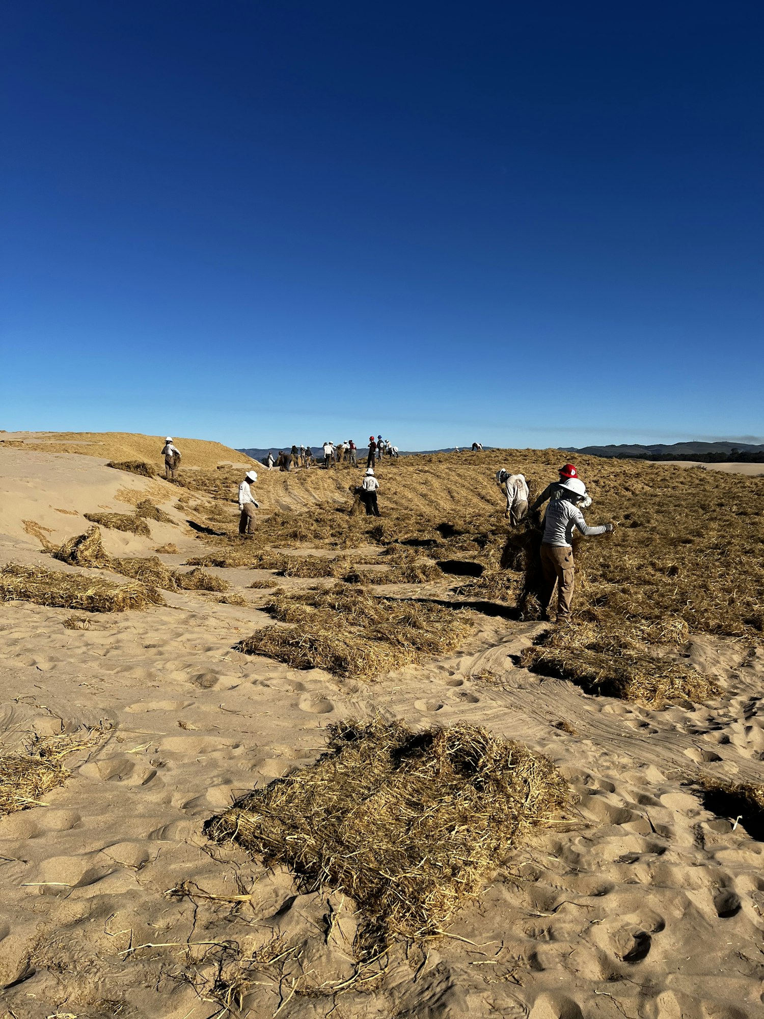The image shows people working in a field with sandy terrain and patches of grass or straw under a clear blue sky.