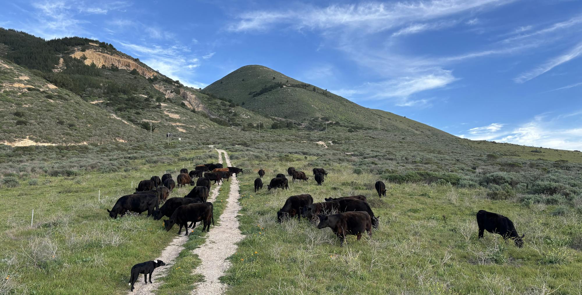 A herd of black cows grazing along a dirt path in a lush, green landscape with rolling hills and a blue sky.
