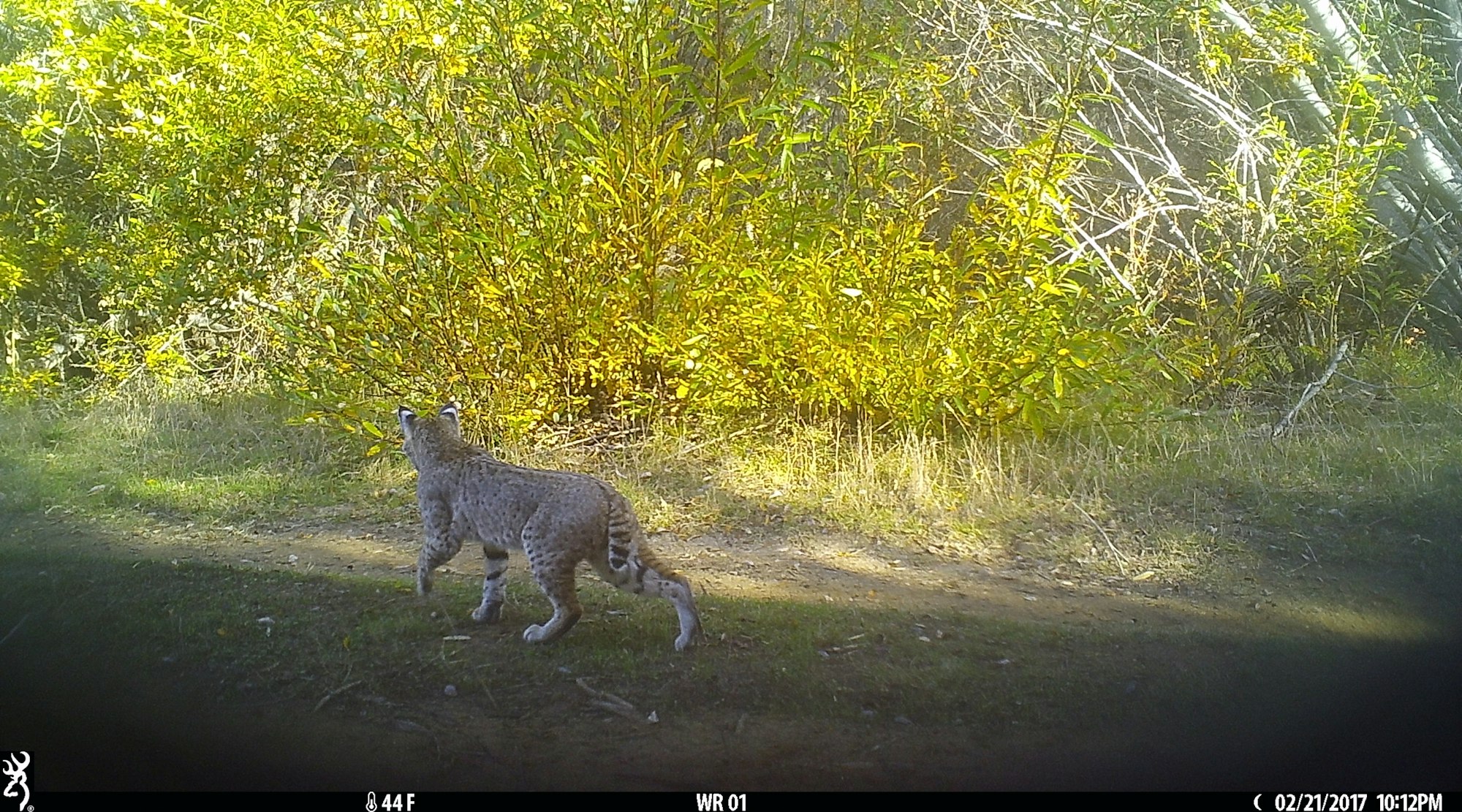 Bobcat on trail, December 2022.