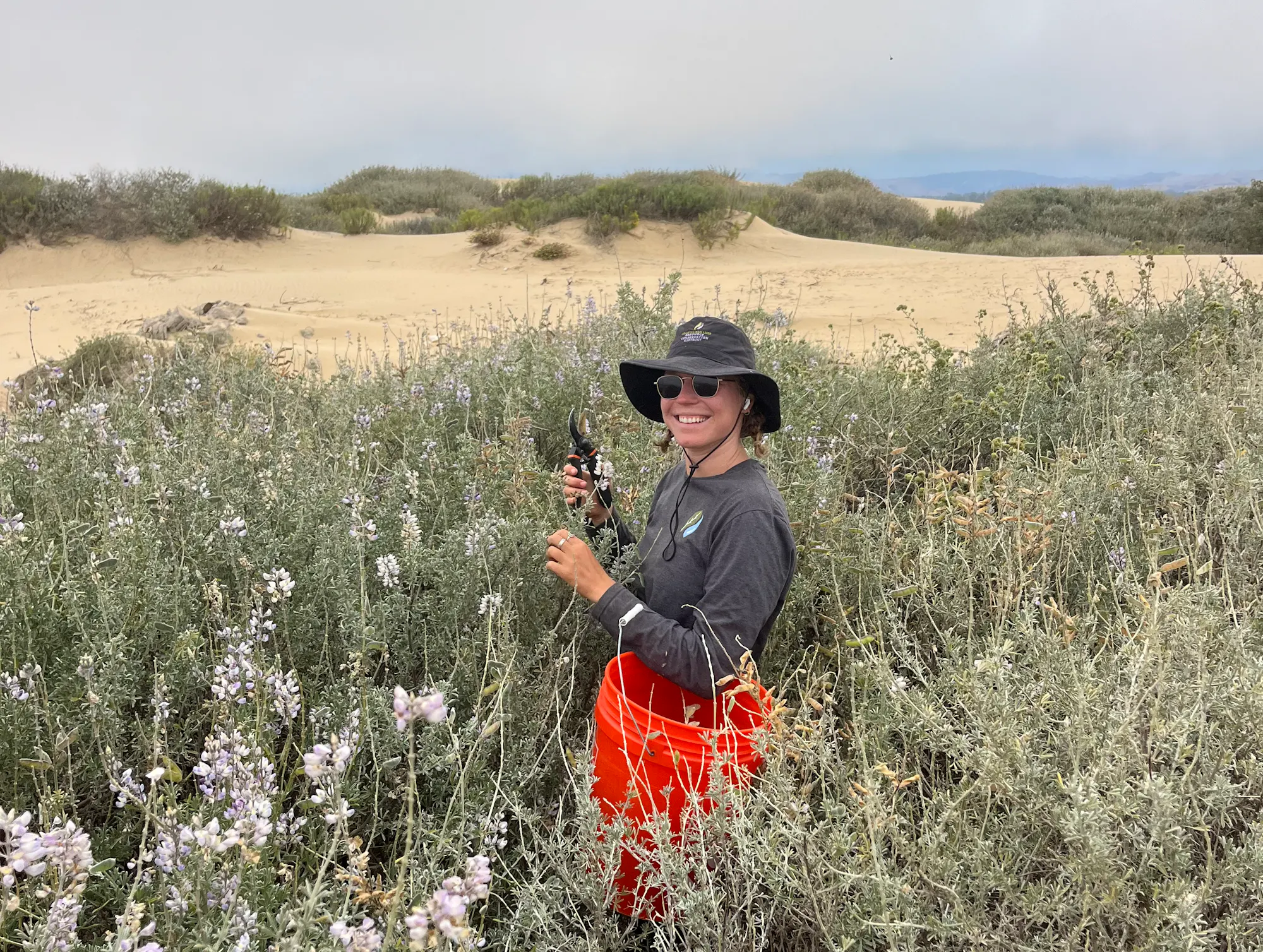 A person in a hat and sunglasses stands among tall, flowering plants in a sandy landscape.