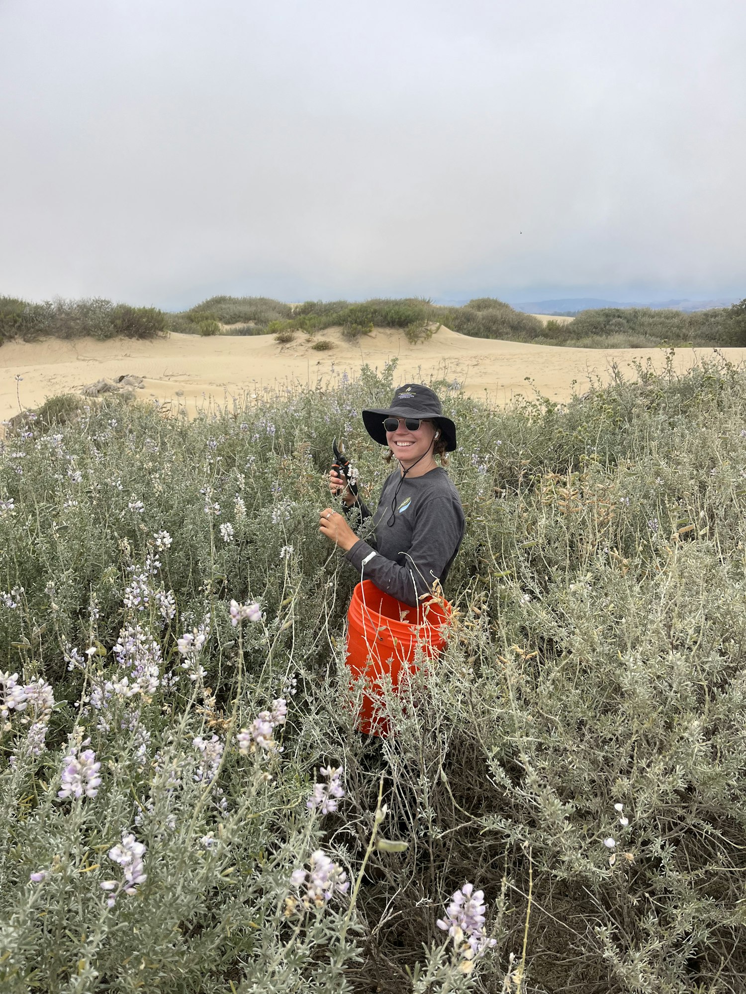 A person in a hat and sunglasses stands among tall, flowering plants in a sandy landscape.
