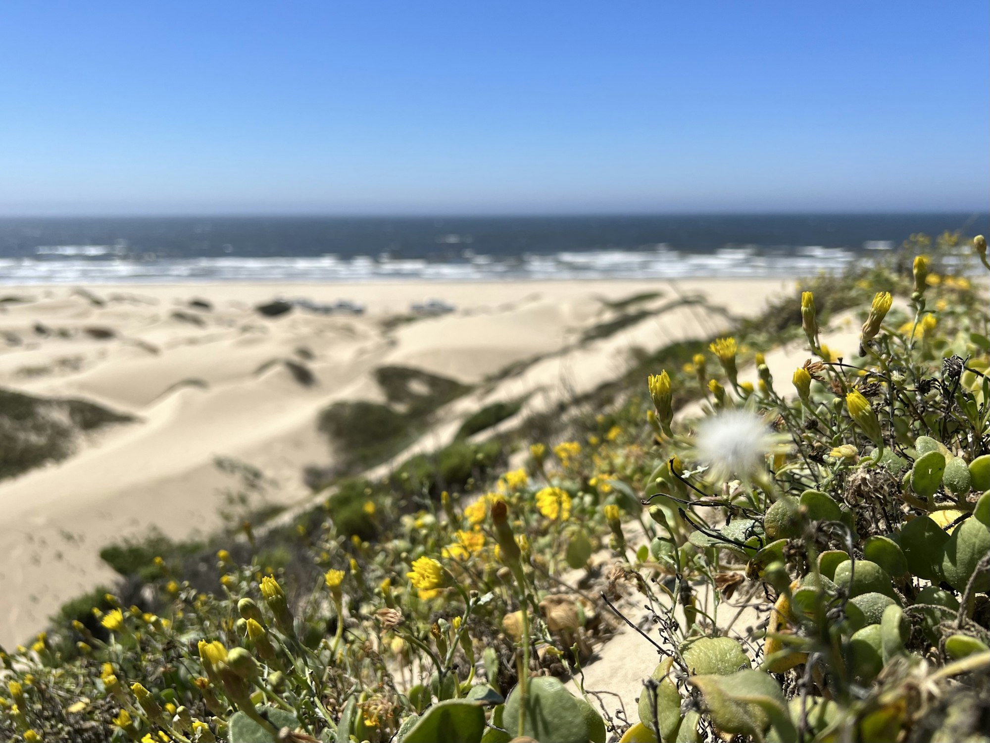 Sandy beach with dunes, ocean waves, and yellow flowers in the foreground under a clear blue sky.