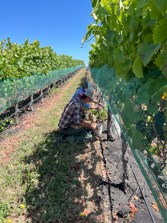 The image shows people working in a vineyard, tending to grapevines under a clear blue sky, with protective netting in place.