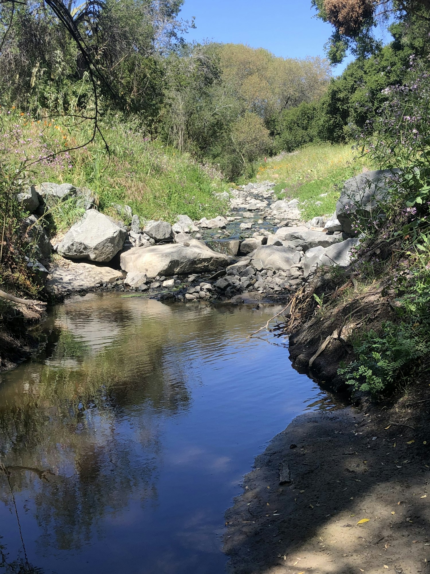 Stream with rocks, surrounded by greenery and trees under a clear blue sky.