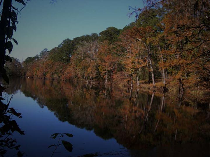 May contain: land, nature, outdoors, plant, vegetation, pond, water, tree, woodland, scenery, grove, rainforest, lake, wilderness, jungle, and landscape