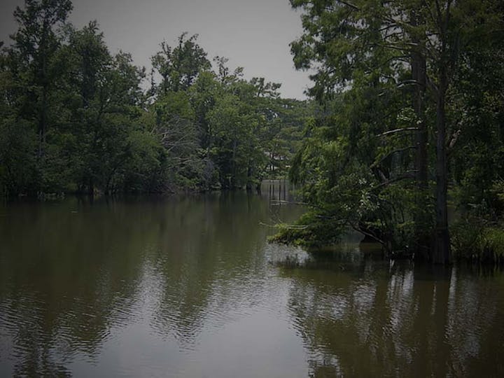 May contain: land, nature, outdoors, swamp, water, plant, vegetation, pond, grove, tree, woodland, and scenery