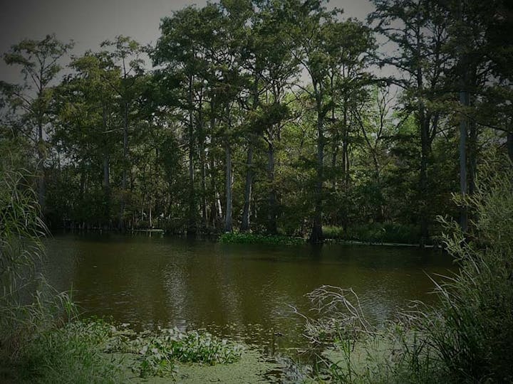 May contain: land, nature, outdoors, pond, water, plant, vegetation, swamp, grove, tree, woodland, and jungle