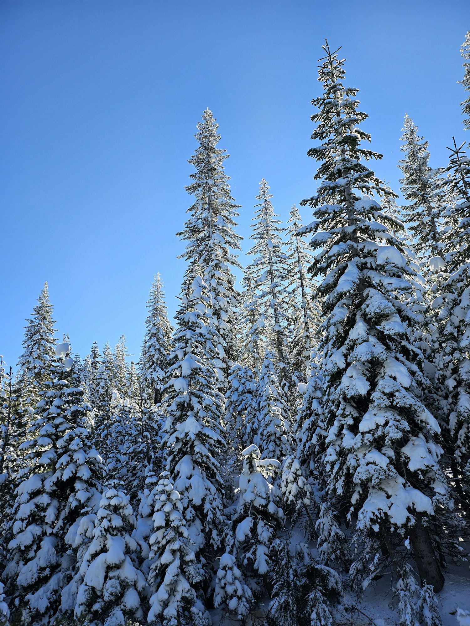 A snowy landscape with tall evergreen trees under a clear blue sky. Beautiful winter scenery.