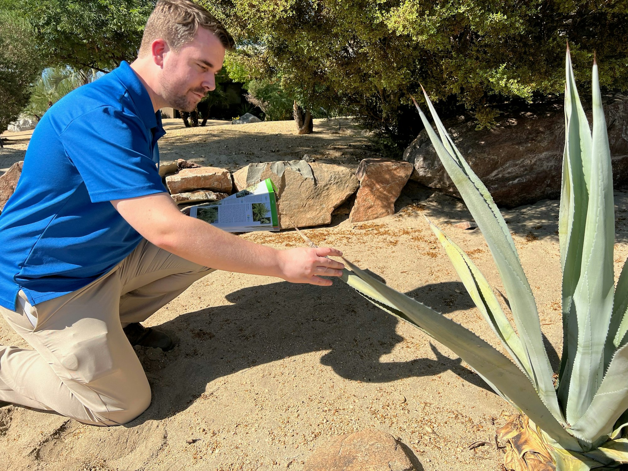 A person kneels next to a large plant in sandy ground, possibly examining it, with a guidebook visible nearby.