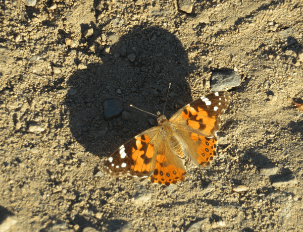 A vibrant orange and black butterfly rests on a sandy surface, casting a shadow beside small stones.