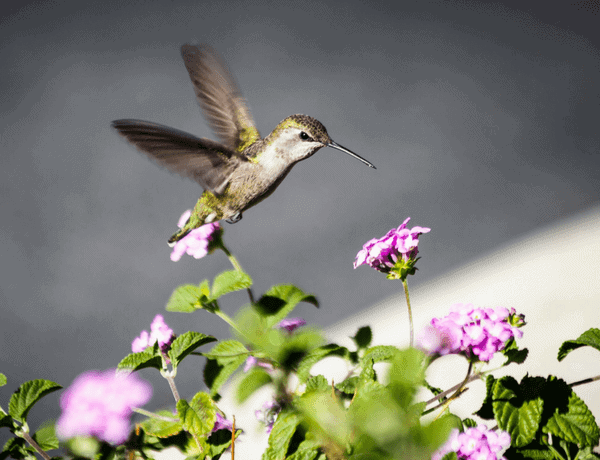 A hummingbird hovers near pink flowers, showcasing its vibrant colors and delicate features in a beautiful natural setting.