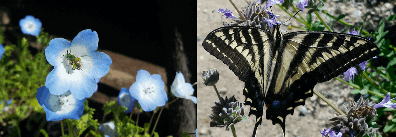 A blue flower with a bee on the left and a black-and-white butterfly on purple flowers on the right. Nature's beauty!