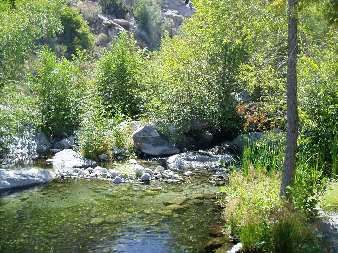 A serene natural scene featuring a clear stream surrounded by lush greenery and rocks, perfect for a tranquil getaway.