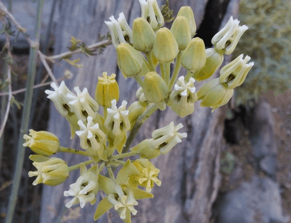The image shows a cluster of yellowish-green flowers with white accents, likely from a desert plant.