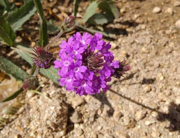 A vibrant cluster of purple flowers with green leaves, growing in a sandy environment.