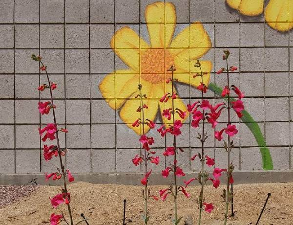 A colorful mural of a yellow flower on a gray wall, alongside vibrant pink flowers growing in the ground below.