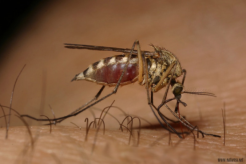 May contain: insect, animal, invertebrate, and mosquito