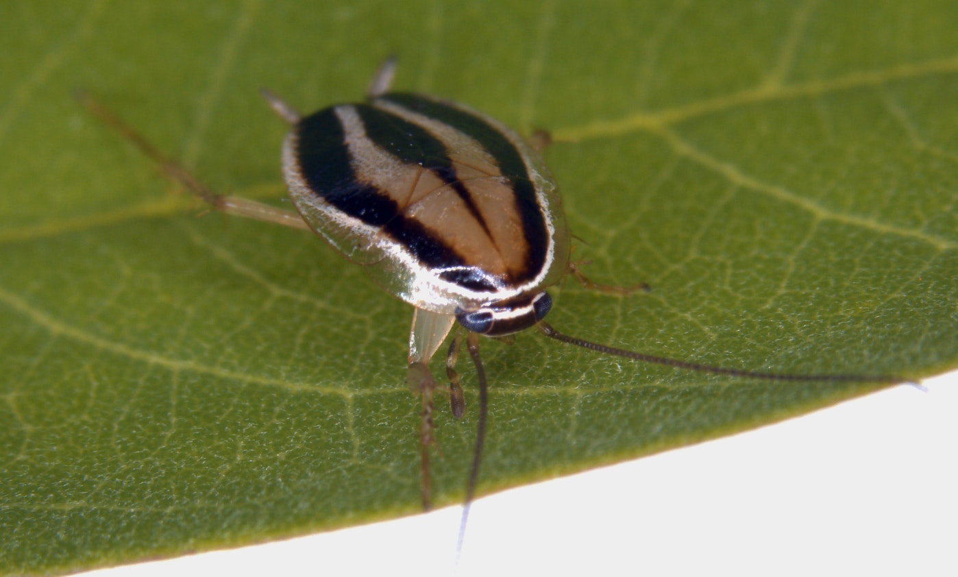 May contain: animal, insect, invertebrate, plant, and leaf