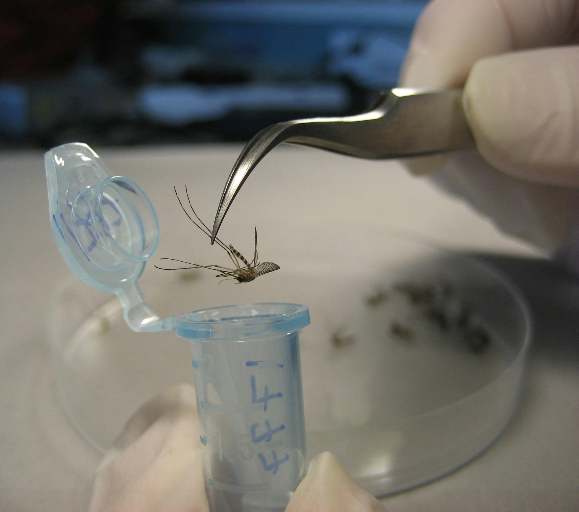 A bug being put into a test tube with tweezers