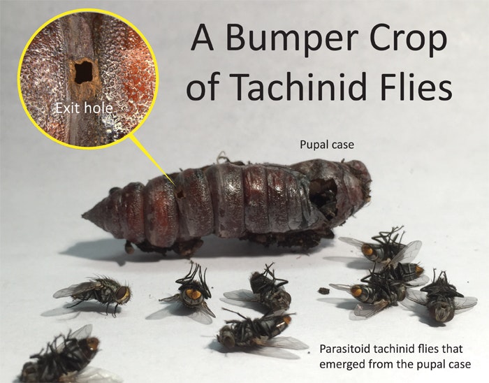 May contain: invertebrate, animal, insect, honey bee, and bee