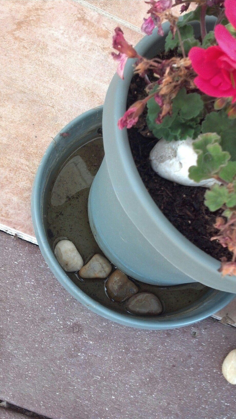 flower pot with sitting water on the bottom