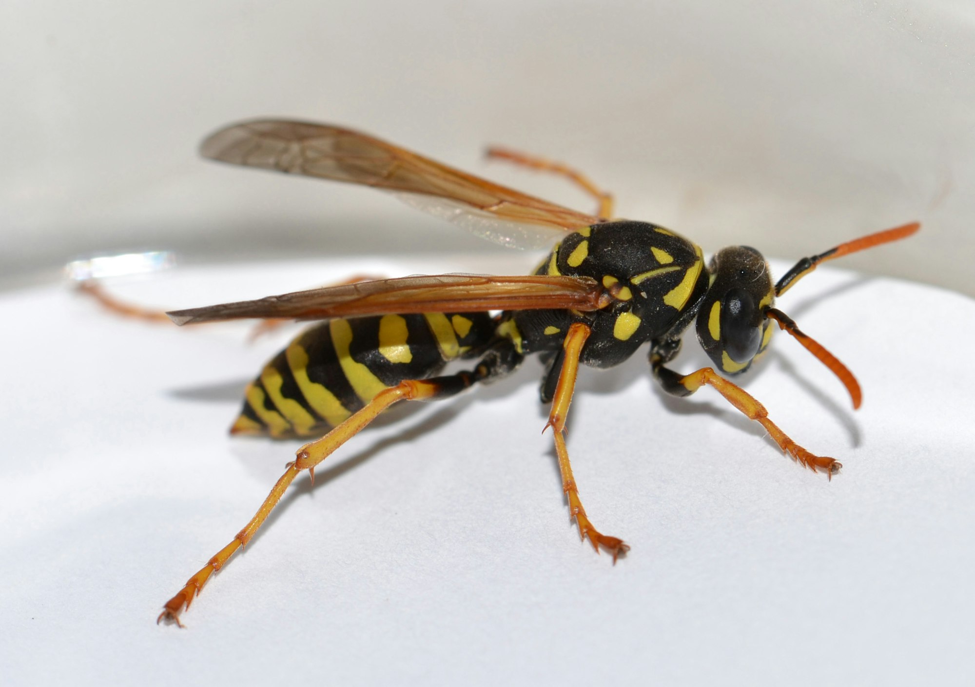 paperwasp