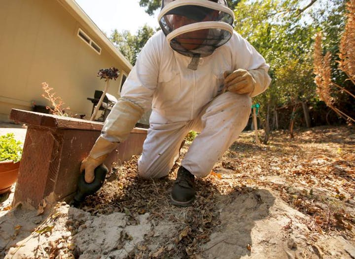 Yellowjacket nest treatment