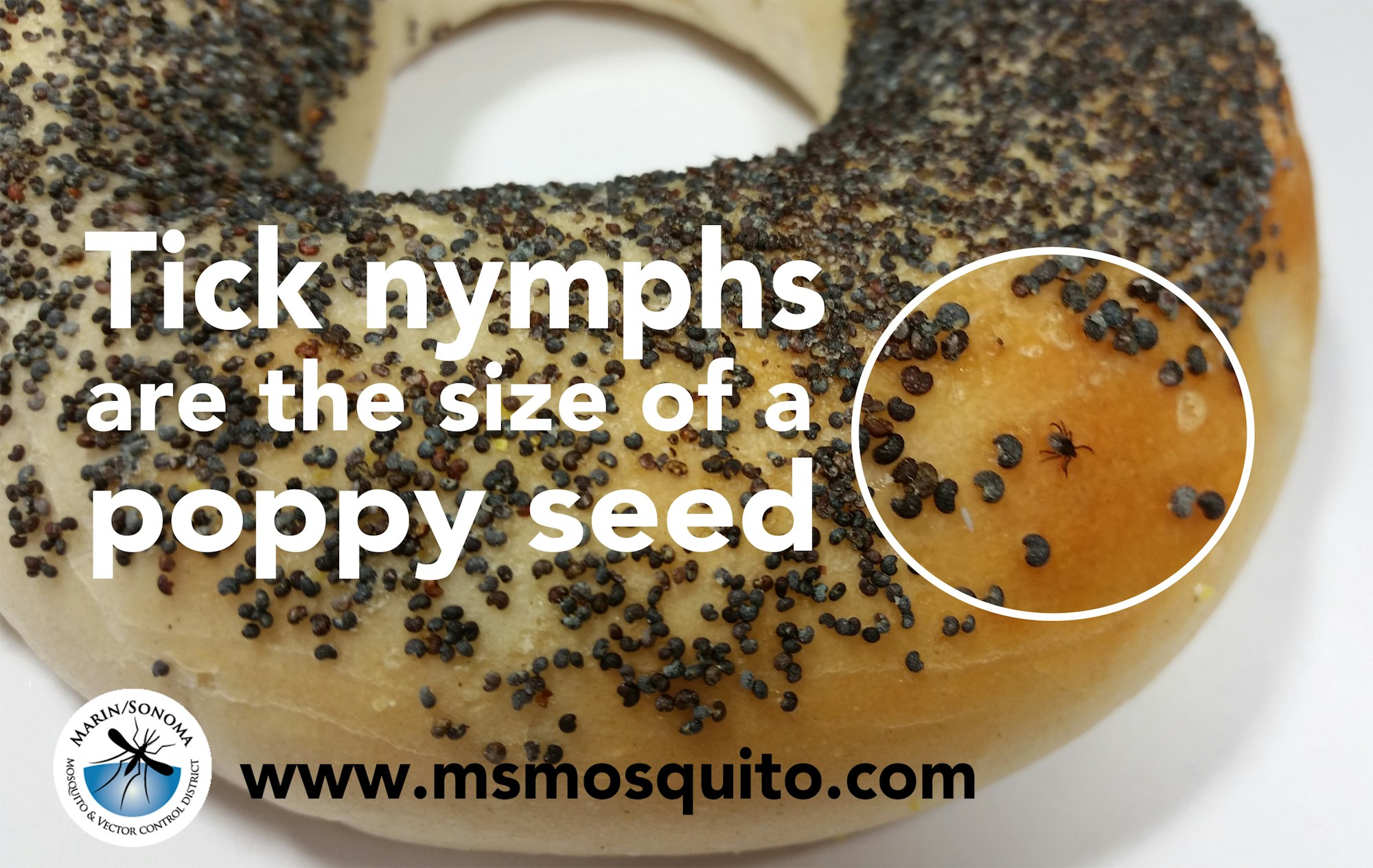 tick on bagel