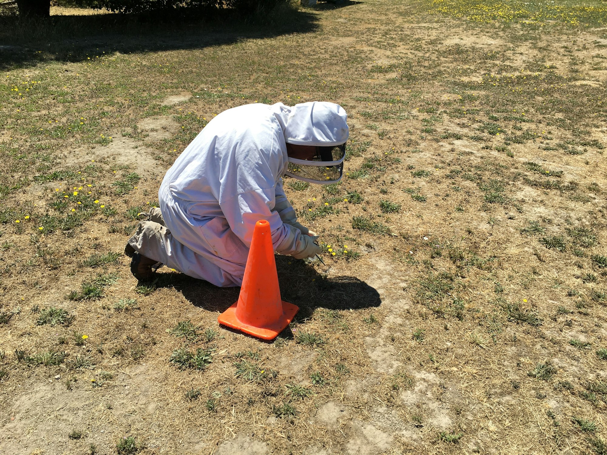 treating yellowjacket nest