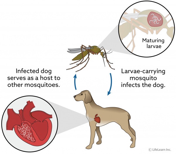 May contain: insect, animal, and invertebrate