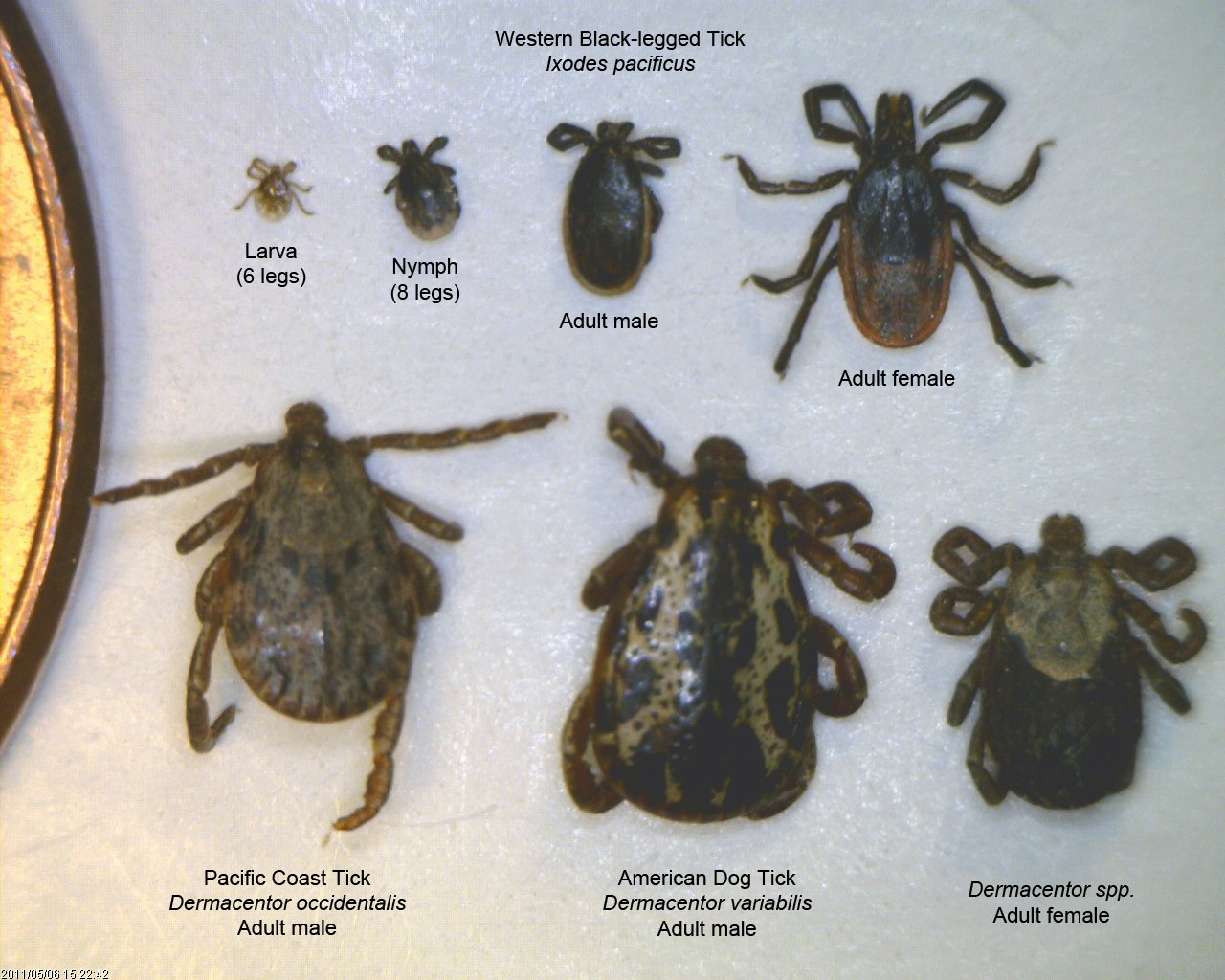 Ticks Marin Sonoma Mosquito And Vector Control District Ticks Marin Sonoma Mosquito And Vector Control District