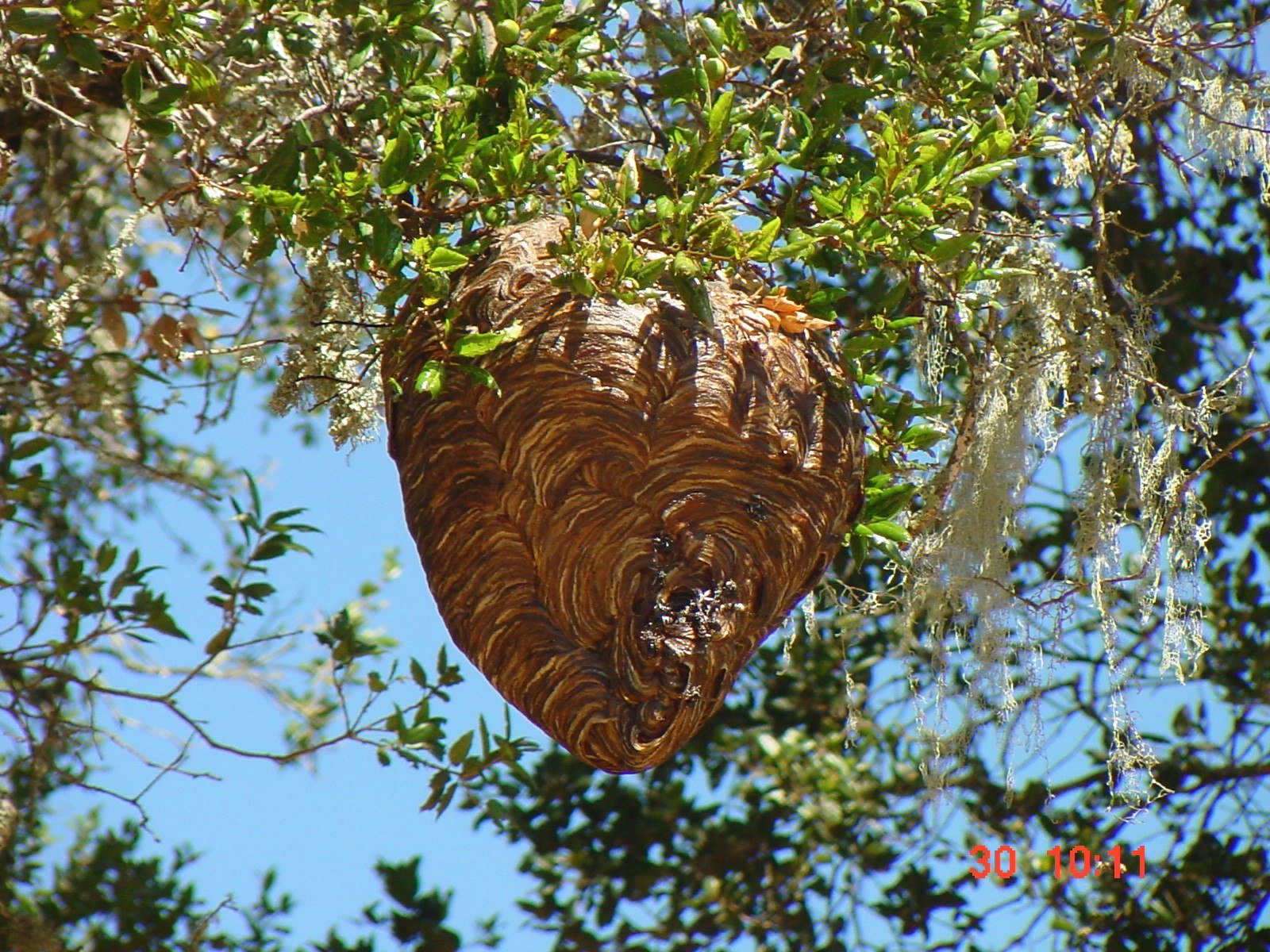 May contain: nest and bird nest