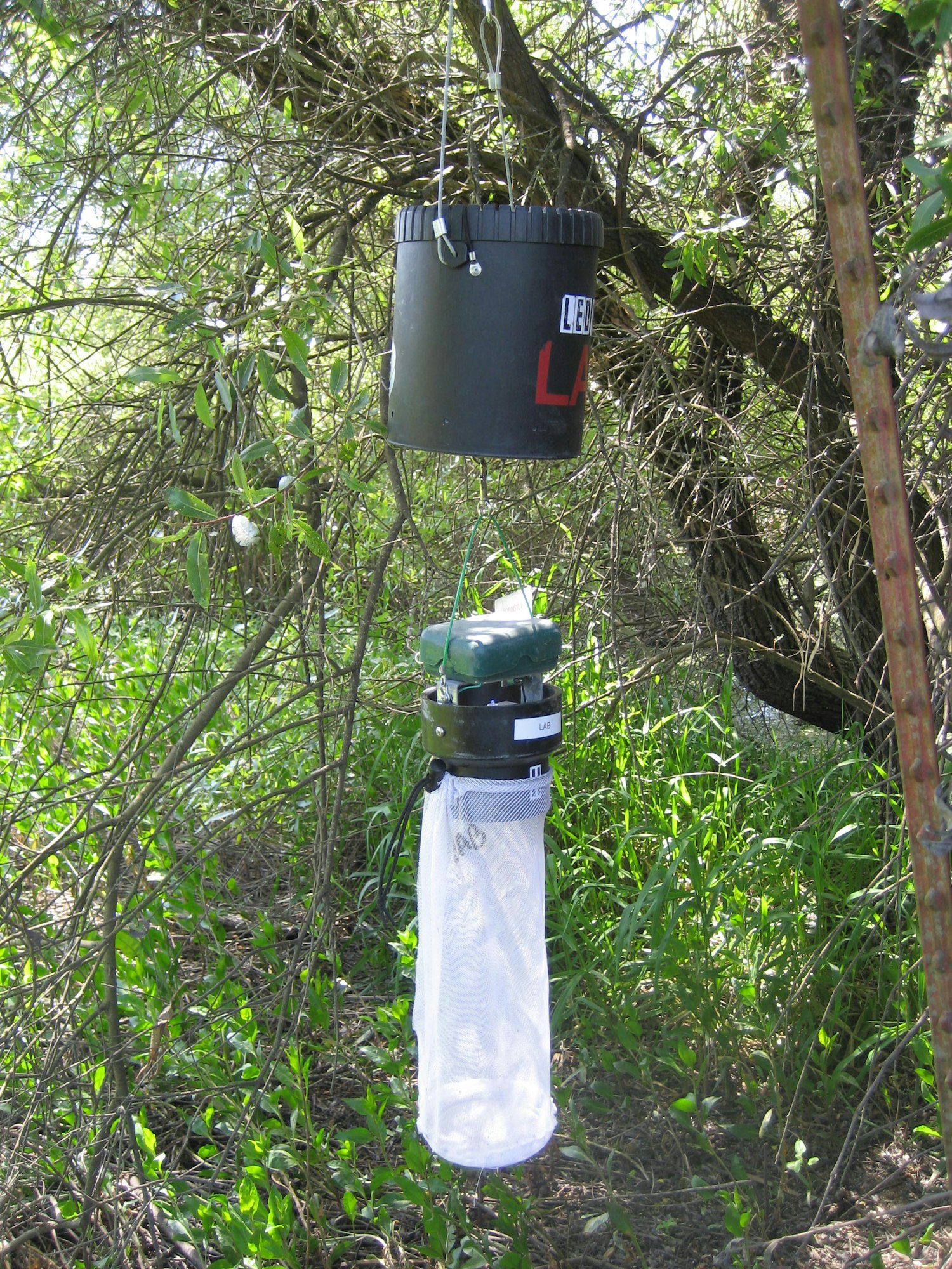 may contain: nature, trees, bugtrap
