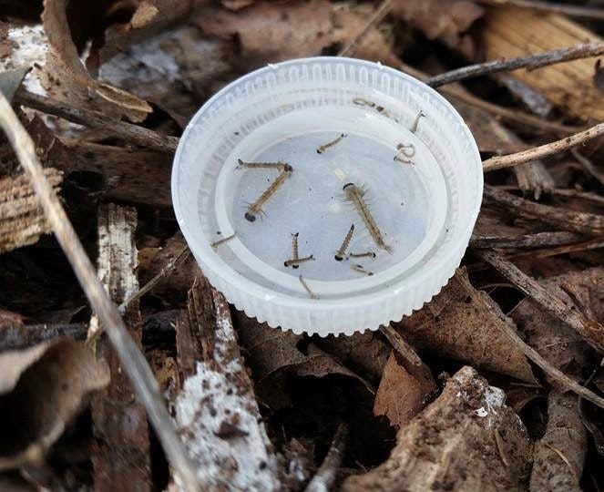 Bottle cap holding mosquito larvae on forest floor.