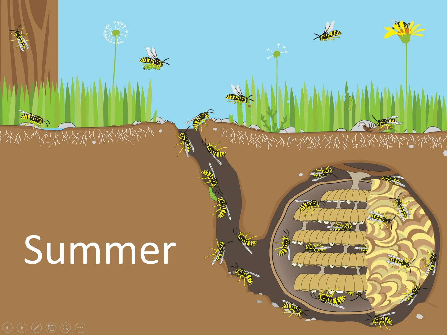 Diagram of a yellowjacket nest during the summer