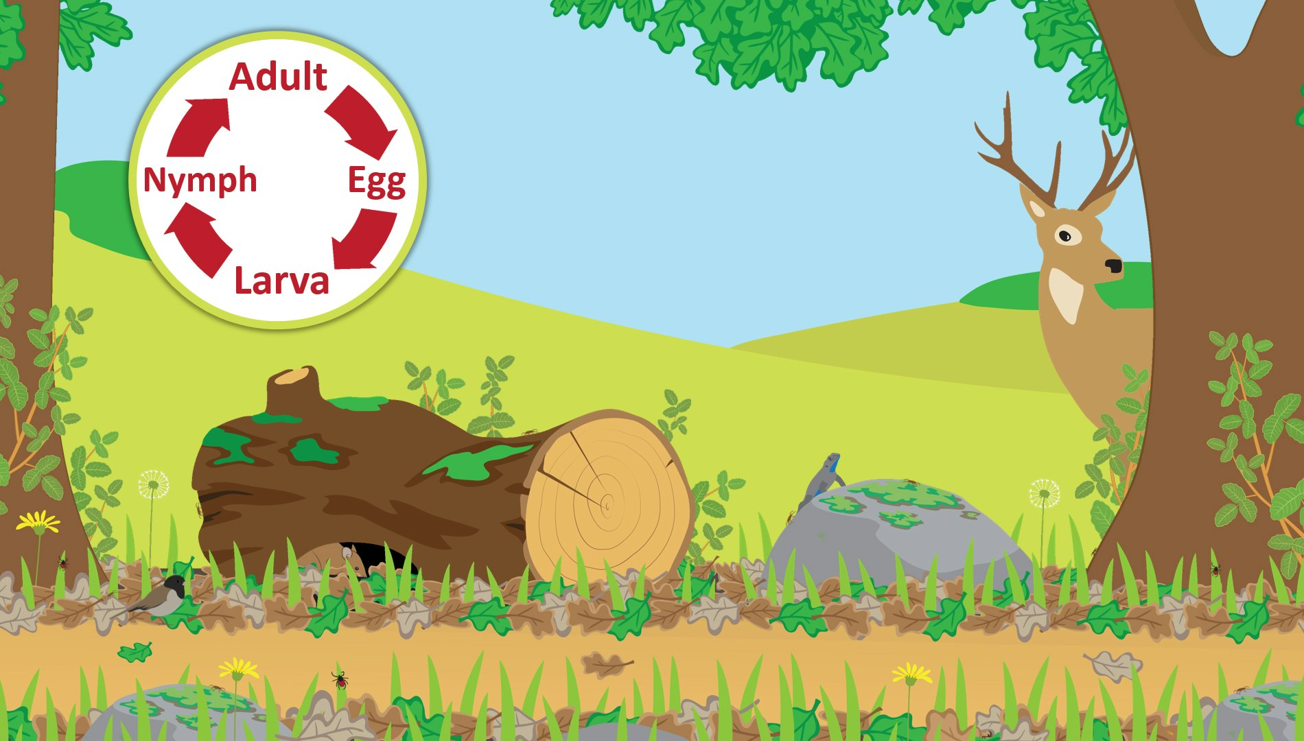 Oak woodland habitat used in tick presentations