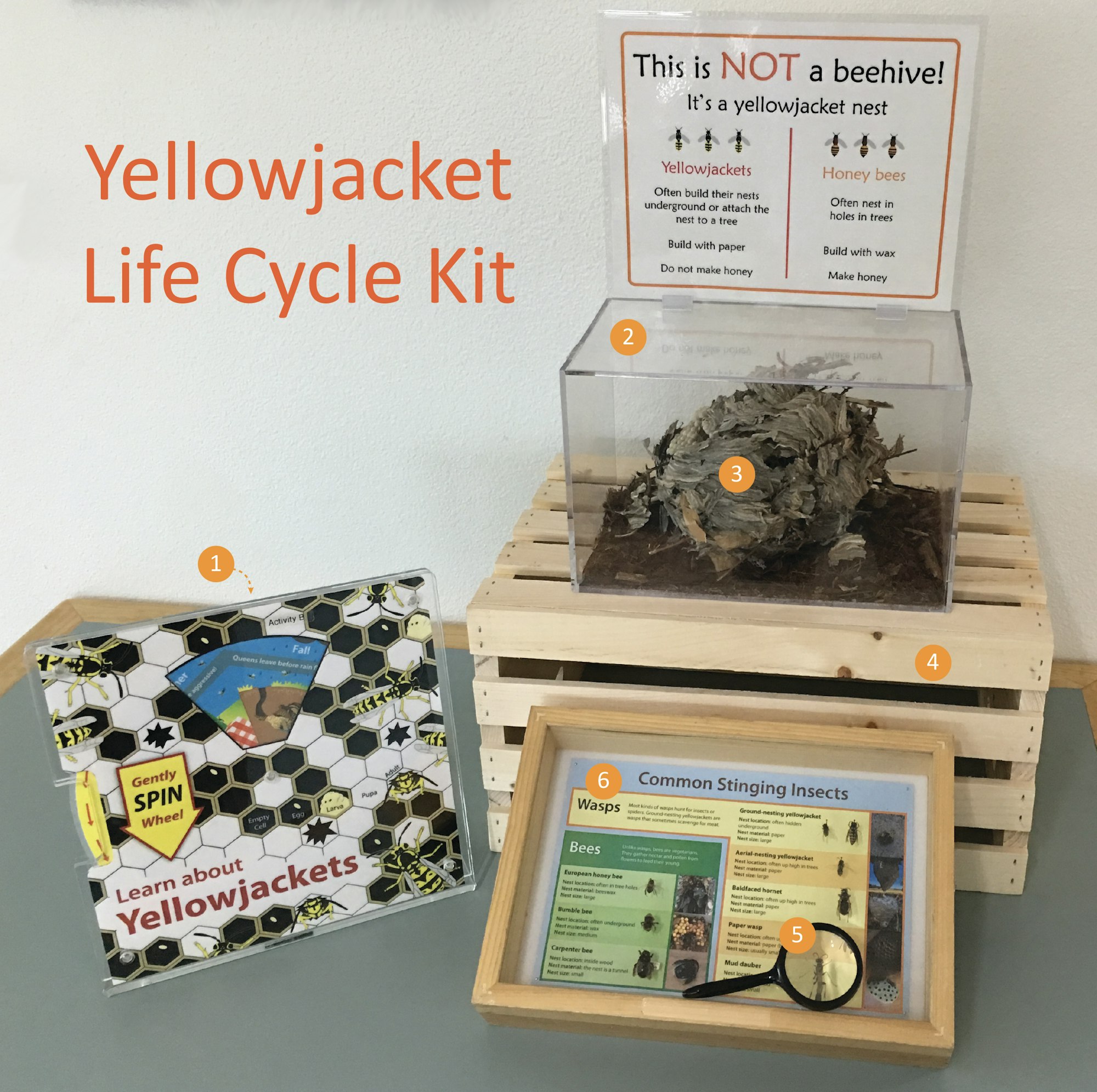 Educational display on yellowjacket wasps, comparing them to bees, life cycle, and a preserved nest.