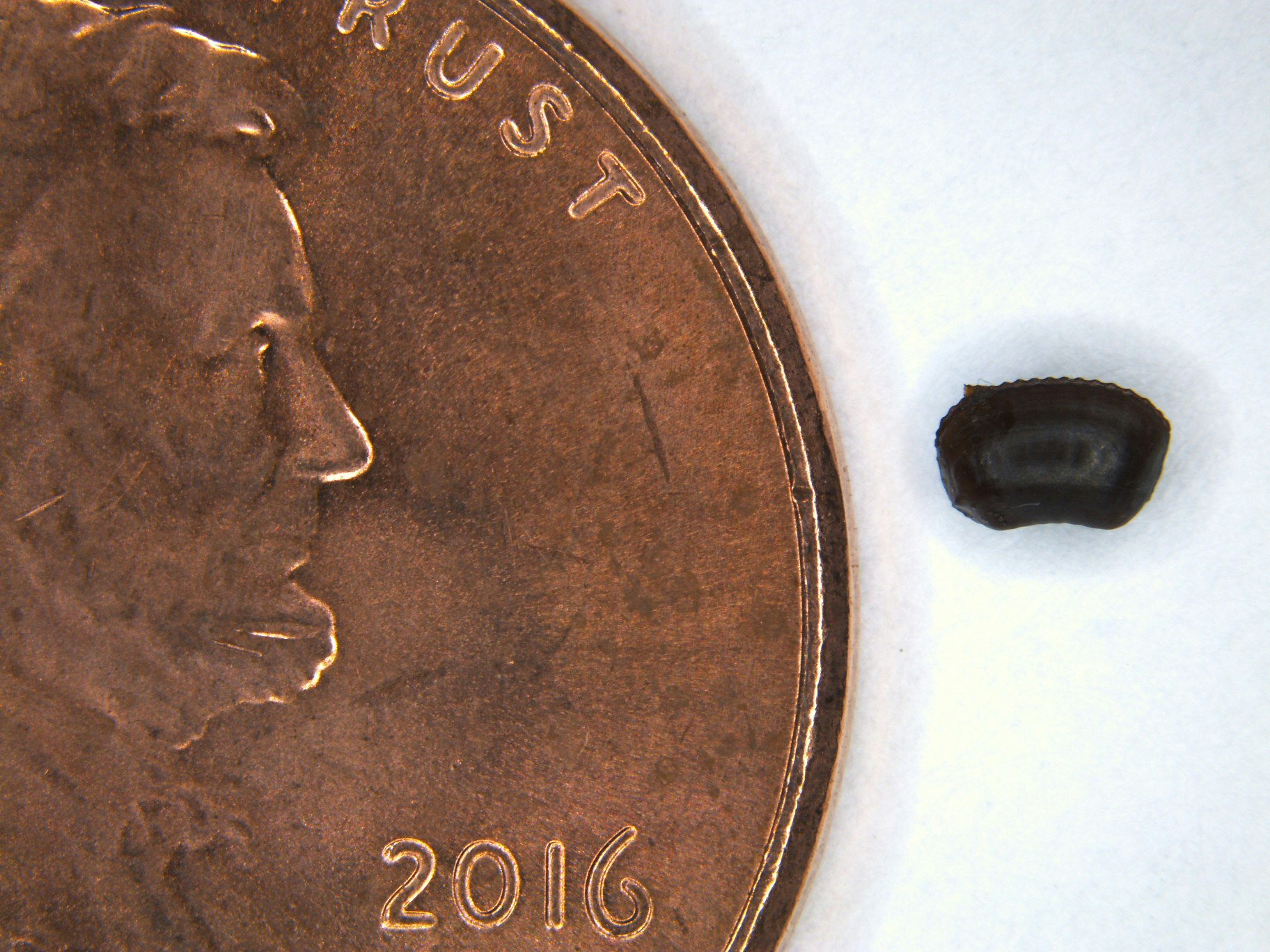 Ootheca of three-lined roach