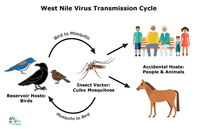 West Nile virus transmission cycle